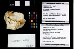 Foto (Objekt + Etikett) von Gastrosacus torosus (Robins, Feldmann & Schweitzer, 2013)  (NHMW-GEO-1990-0041-3129)